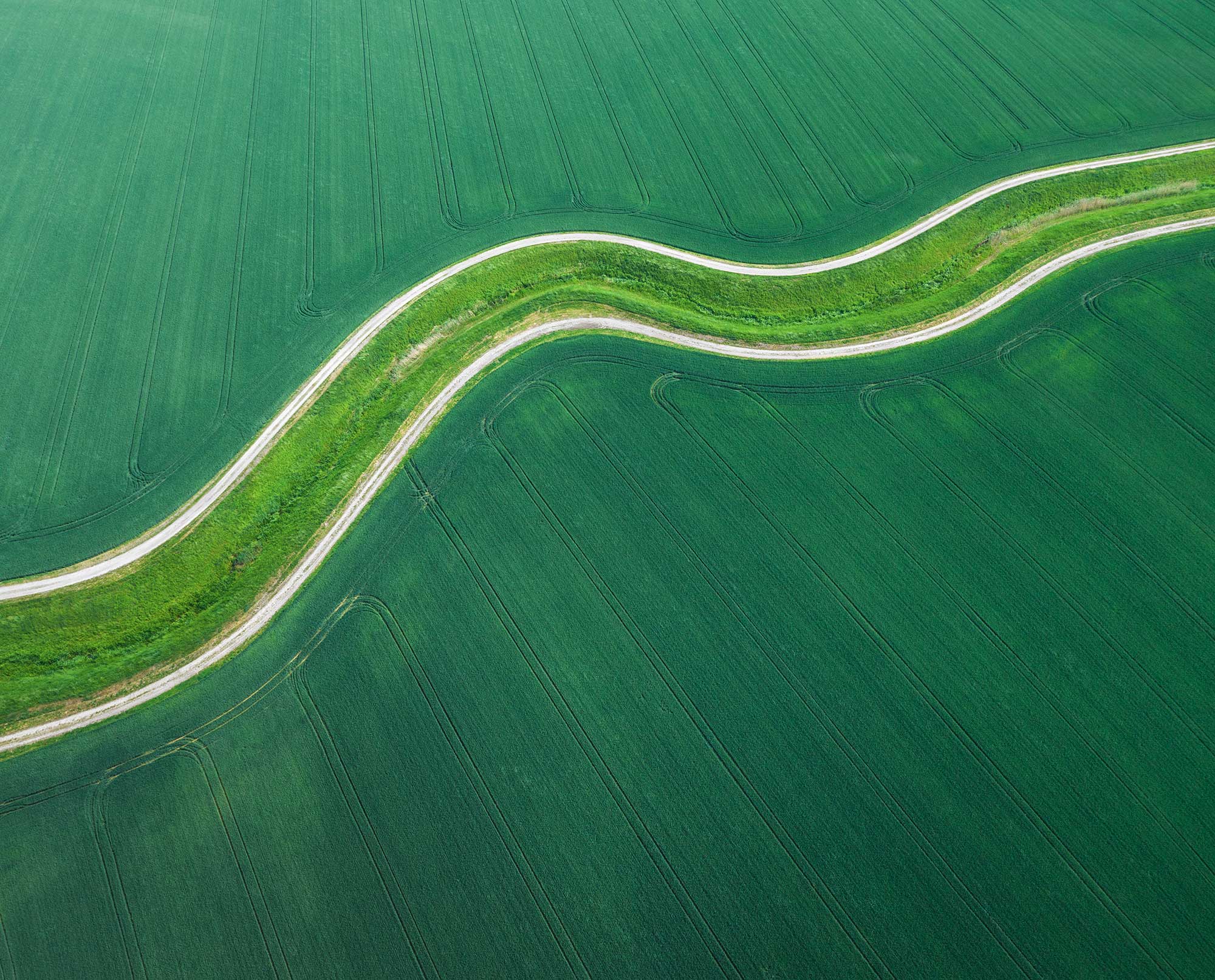 Champs, chemin, vert